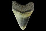 Fossil Megalodon Tooth - North Carolina #131600-1